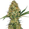 Semillas de Hindu Kush Feminizadas