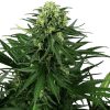 Semillas de Honey Melon Kush Feminizadas