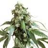 Semillas de Jack Flash 5 Feminizadas