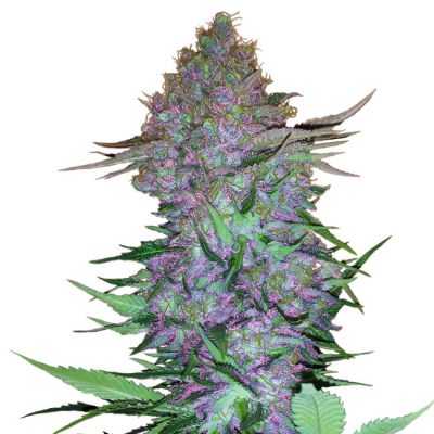 Semillas de Purple Skunk Autoflorecientes