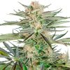 Semillas de Screwdriver OG Feminizadas