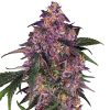 Semillas de Sensi Purple Kush Feminizadas