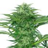 Semillas de Skunk Dream CBD Feminizadas