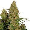 Semillas de Sticky Orange XXL Autoflorecientes