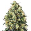 Semillas de Super Skunk Autoflorecientes