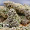 Flor CBD Purple Haze