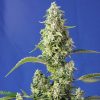 Gorilla Girl XL Auto