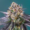 Red Strawberry Banana Auto