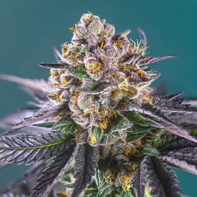 Red Strawberry Banana Auto