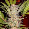S.A.D. Sweet Afgani Delicious S1