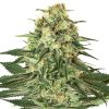 Semillas de Banana Kush Feminizadas de White Label