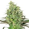 Semillas de Double Banana Kush Feminizadas de White Label