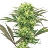 Semillas de Guava Jelly Feminizadas de White Label