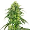 Semillas de Strawberry Kush Feminizadas de White Label