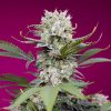 Sweet Mandarine Zkittlez XL Auto