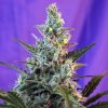 Sweet Skunk Auto