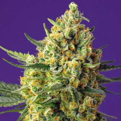Crystal Candy XL Auto