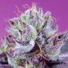 Diablo’s Delight XL Auto