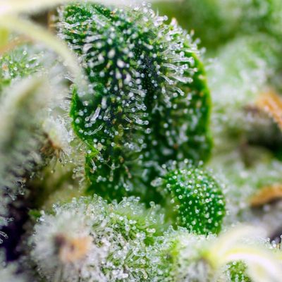 Gorilla Girl XL Auto