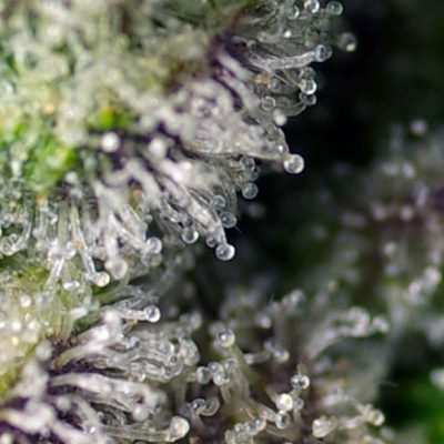 Green Poison XL Auto