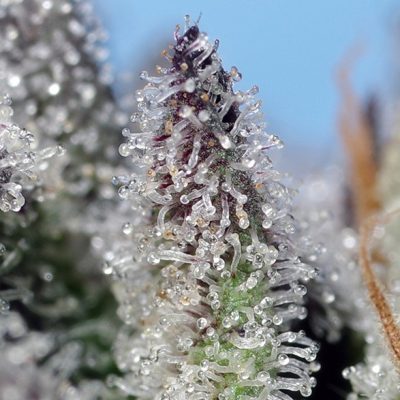 Orange Apricot Glue XL Auto