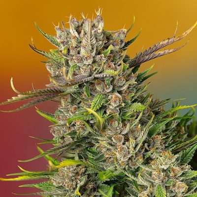 Papaya Zoap Auto