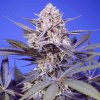 Pineapple Slush XL Auto
