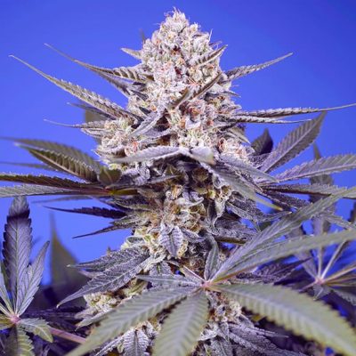 Pineapple Slush XL Auto