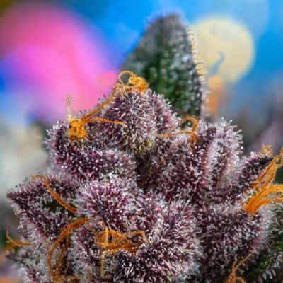 Red Strawberry Banana Auto