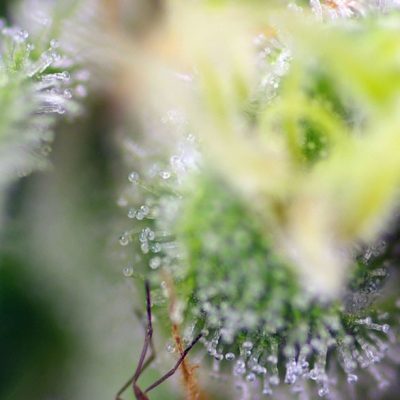 Sweet Amnesia Haze XL Auto