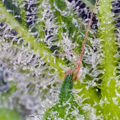 Sweet Mandarine Zkittlez XL Auto