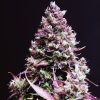 Cream Caramel Auto