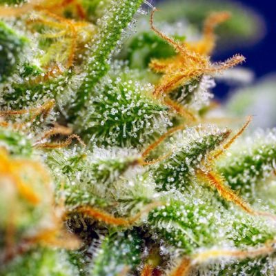 Crystal Candy XL Auto