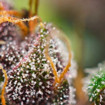 Dark Devil Auto