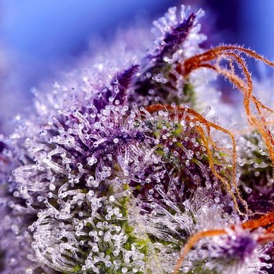 Diablo’s Delight XL Auto