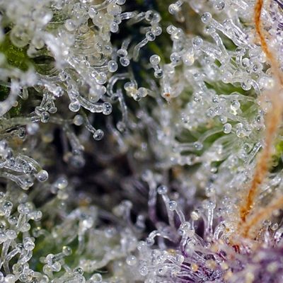 Pineapple Slush XL Auto