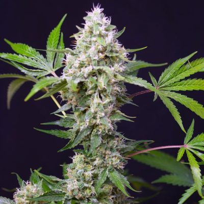 Sweet Amnesia Haze XL Auto