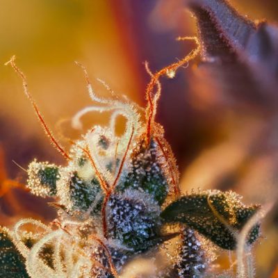 Cream Mandarine XL Auto