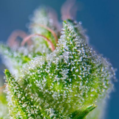 Sweet Amnesia Haze XL Auto