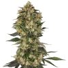 Cobra Hai Semillas de Marihuana Feminizadas