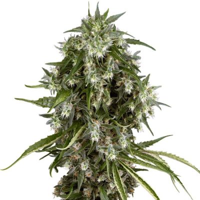 Variedad Feminizada Pineapple Jack Feminized es una variedad feminizada, que sólo producirá plantas de cannabis hembra. Serge Cannabis Rendimiento XXL Pineapple Jack Feminized puede producir una cantidad enorme de marihuana, pero pueden requerir un poco de atención adicional. Soleados / mediterráneos Pineapple Jack Feminized se puede cultivar fuera en un clima cálido, soleado y con largos veranos. Planta Alta Pineapple Jack Feminized crecerá sustancialmente durante la fase de floración. Periodo de floración Largo Pineapple Jack Feminized tendrá un tiempo de floración relativamente largo. Híbrido indica / sativa La variedad Pineapple Jack Feminized es un híbrido sativa / indica.