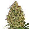 Semillas de AK-420 Feminizadas de White Label