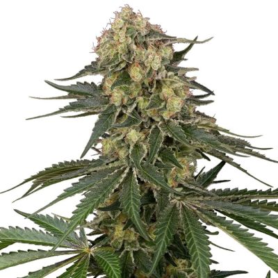 Semillas de Berliner Autoflorecientes