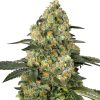 Semillas de Big Berry Bliss Feminizadas