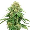 Semillas de Girl Scout Cookies Feminizadas de White Label