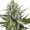 Semillas de Headband Kiwi Autoflorecientes