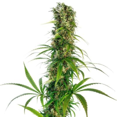 Semillas de Michka Feminizadas