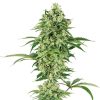 Semillas de Nicole Hindu Kush Feminizadas de White Label