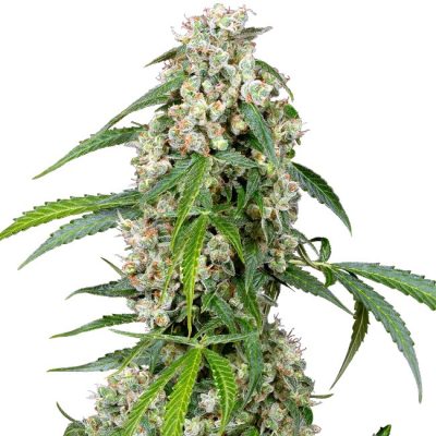 Semillas de Pineapple Autoflorecientes