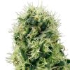 Semillas de Pure Power Plant Feminizadas de White Label